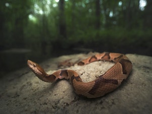 caption: Copperhead snakes are one of the four kinds of venomous snakes in the United States.