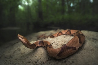 caption: Copperhead snakes are one of the four kinds of venomous snakes in the United States.