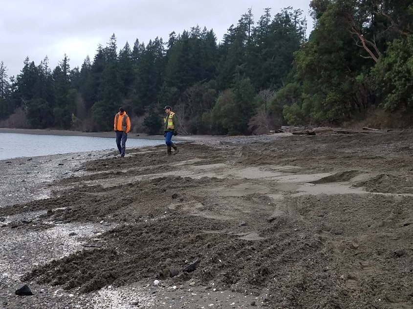 caption: Washington Department of Fish and Wildlife staff walk a newly exposed McNeil Island beach on Tuesday.