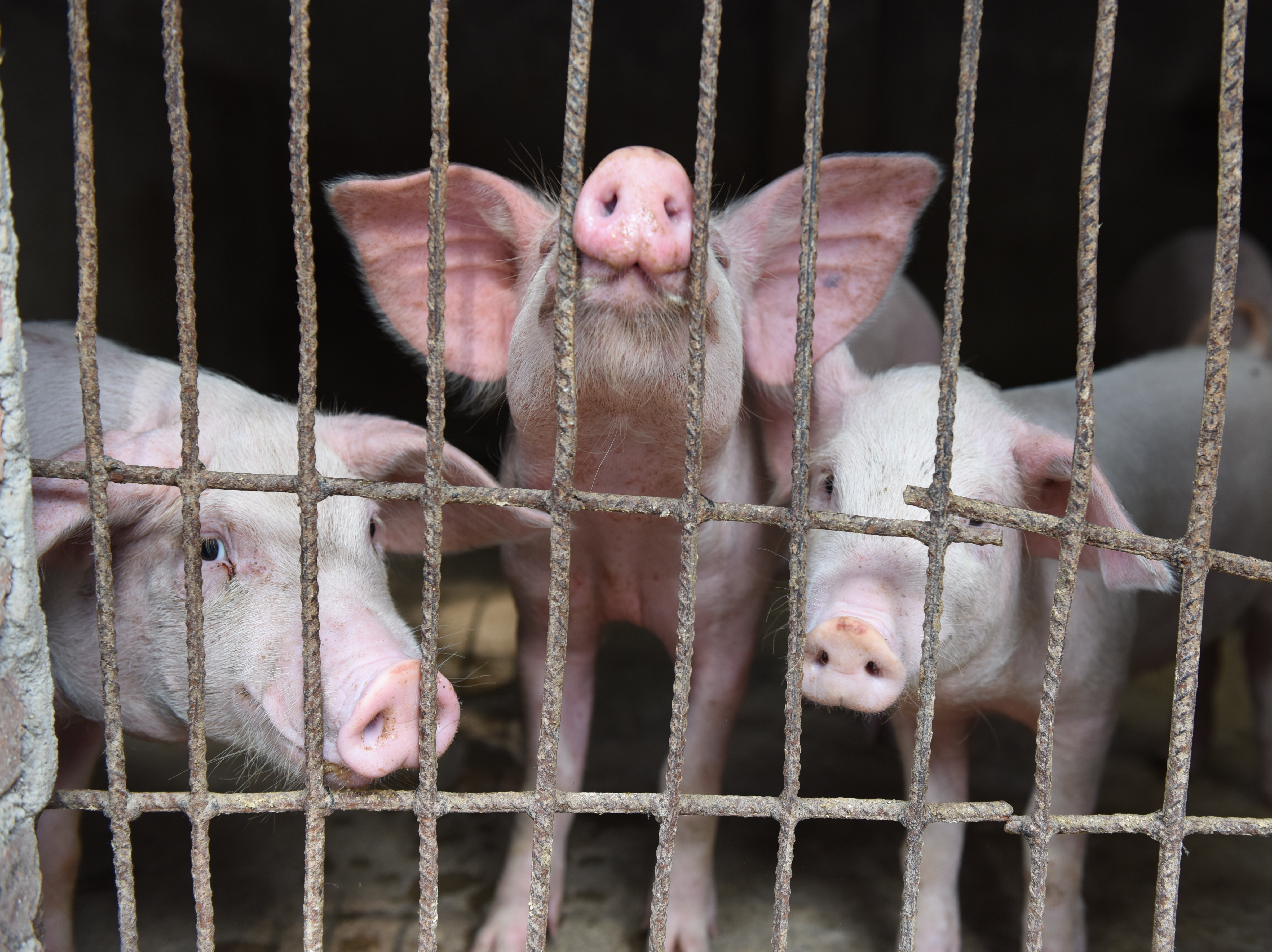 caption: Pigs are seen in a hog pen in Linquan county in central China's Anhui province in July. The number of pigs in China is falling rapidly due to an epidemic of African Swine Fever.