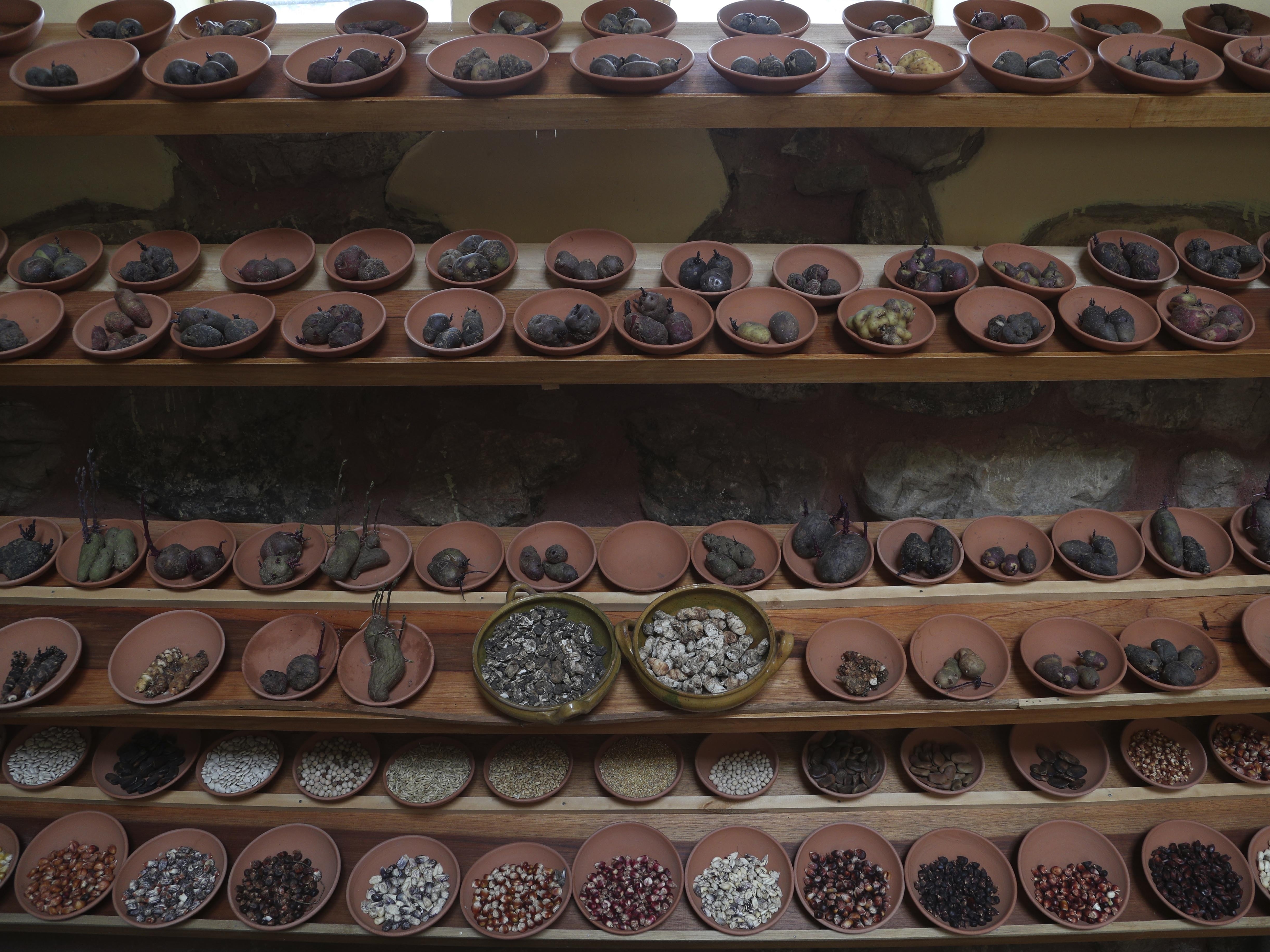 caption: Different types of potatoes seed are seen displayed in "Parque de la Papa" or Potato Park, in Pisac, Peru. One hundred and fifty type of tubers from the Sacred Valley highlands are native to Peru.