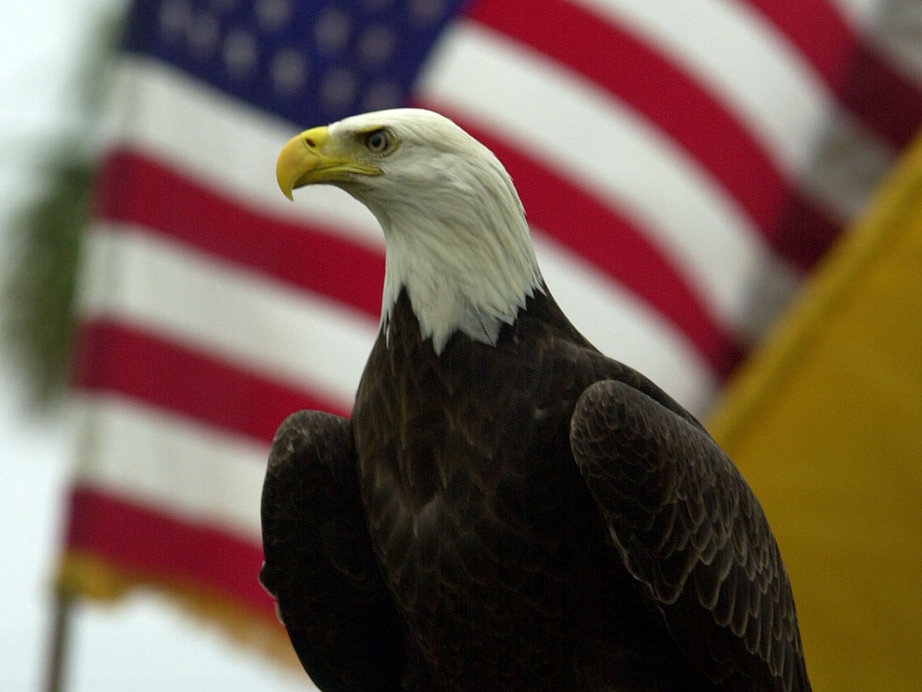 caption: Bald eagles have symbolized America since 1782. But they're not officially designated the national bird — yet.
