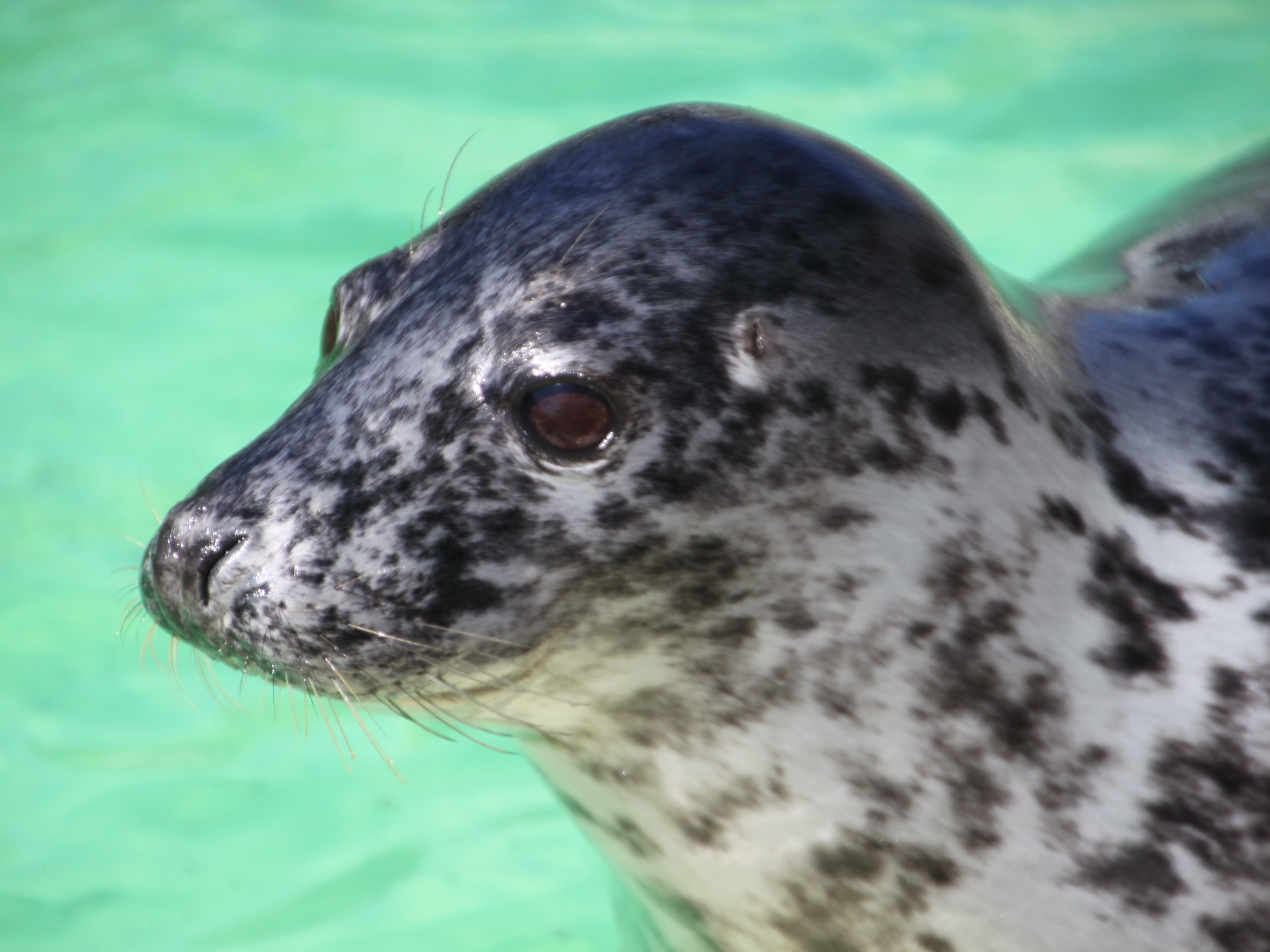 caption: Trish, a juvenile gray seal, was one of the seals featured in a new study that looks at the mammals' oxygen-sensing abilities.