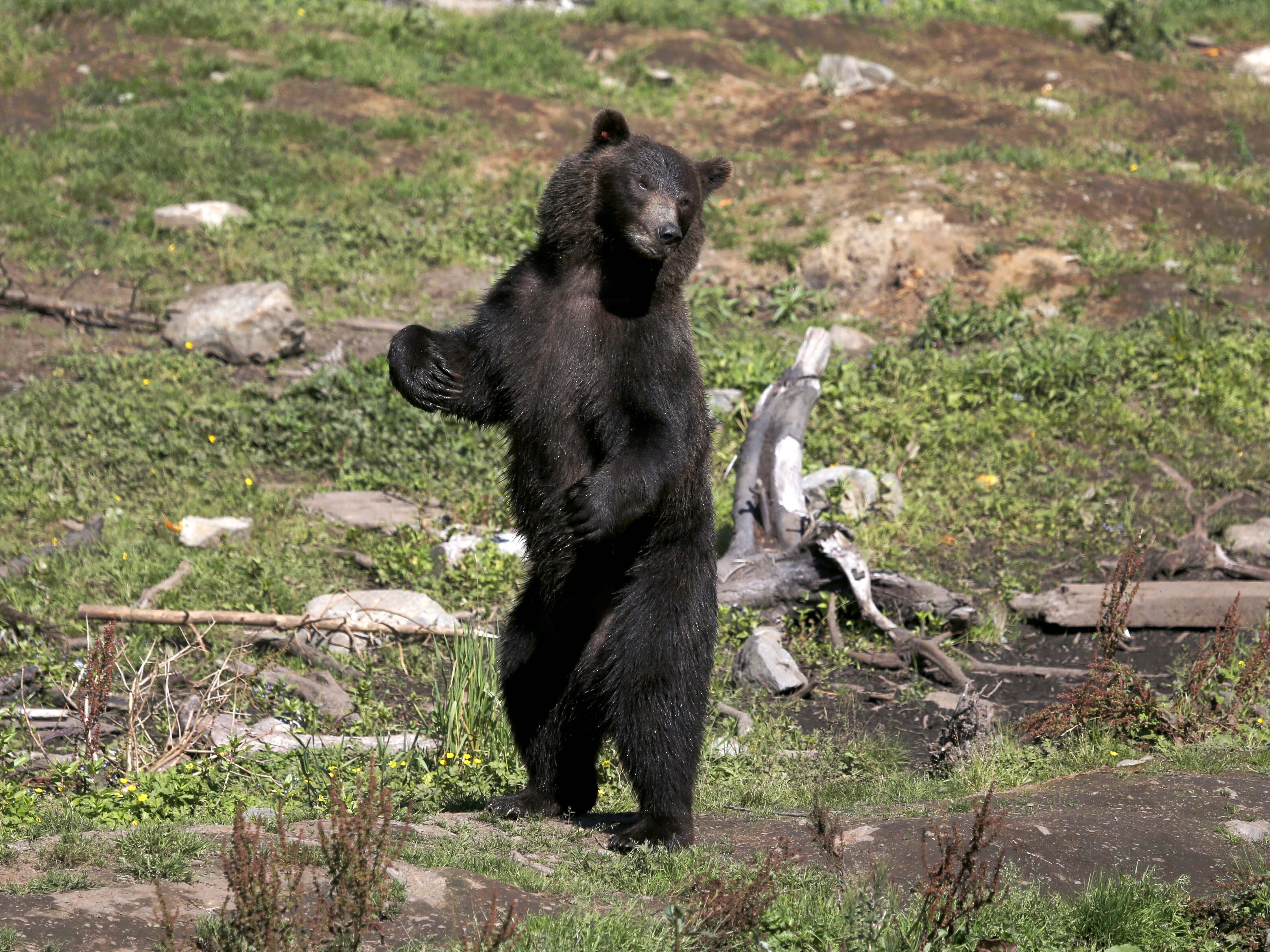 caption: Toby, an orphaned four-year-old Alaskan coastal brown bear, stands and looks out over the compound at the Fortress of the Bear Center  in Sitka, Alaska, on Aug. 1, 2013.
