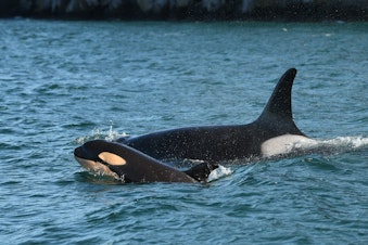 caption: New orca calf L125 swims beside 30-year-old mom L86 off San Juan Island on Feb. 17, 2021. Photo taken under federal research permit.