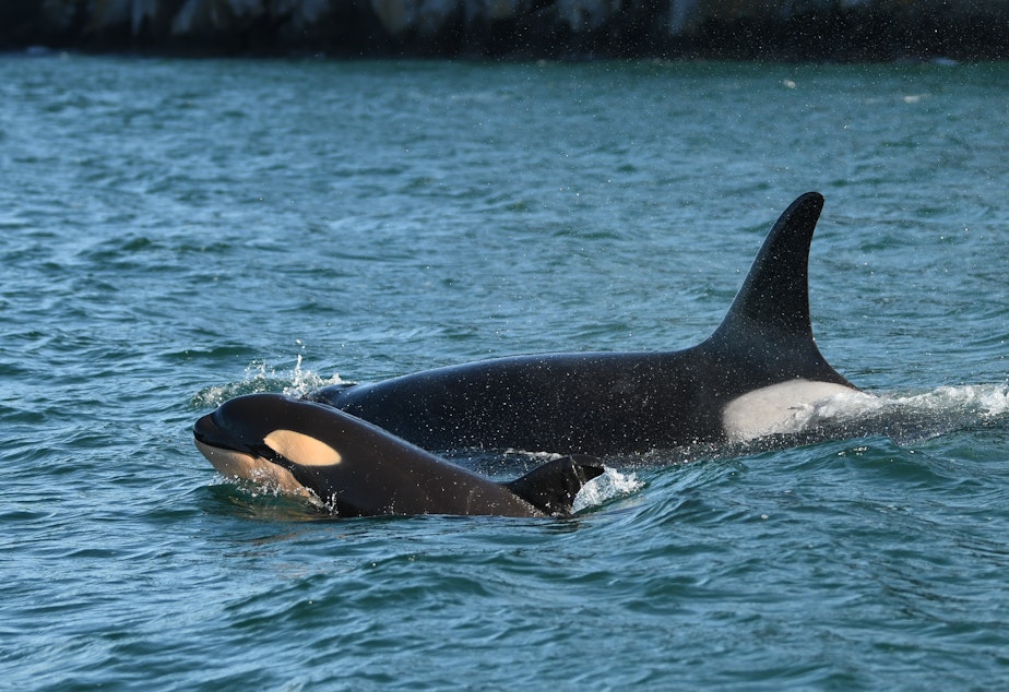 Centered in the frame, a large black orca fin is seen surfacing above the water, with a smaller baby orca bringing its face out of the water next to it. 