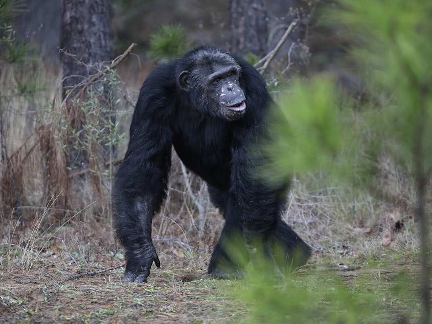 caption: A chimp walks at Chimp Haven in Louisiana. A federal judge has ruled that the NIH violated the law when it chose not to move former research chimpanzees in New Mexico to the sanctuary.