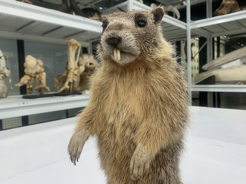 caption: A taxidermied yellow-bellied marmot sits on display at the Burke Museum of Natural History and Culture in Seattle.