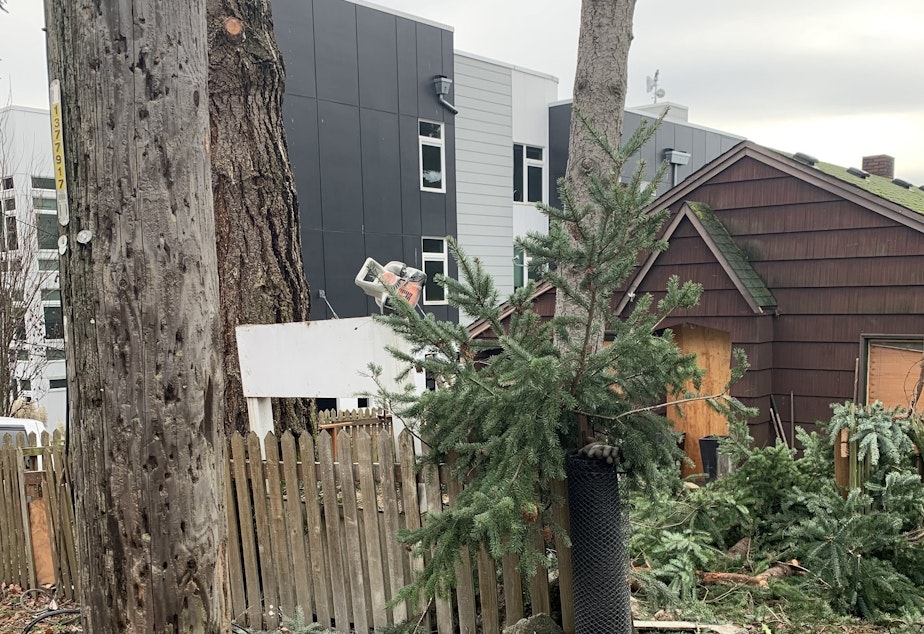 caption: A man cutting down the trees in this yard was electrocuted on Wednesday after an encounter with an electrical line. He was taken to Harborview in serious condition.