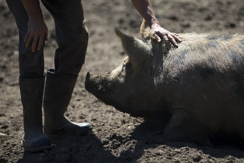 caption: Kevin Block pets a duroc pig on Wednesday, May 8, 2019, at Shady Acres Farm on Bainbridge Island. 