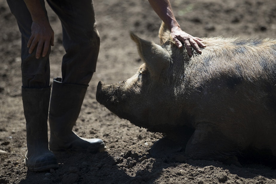 caption: Kevin Block pets a duroc pig on Wednesday, May 8, 2019, at Shady Acres Farm on Bainbridge Island.