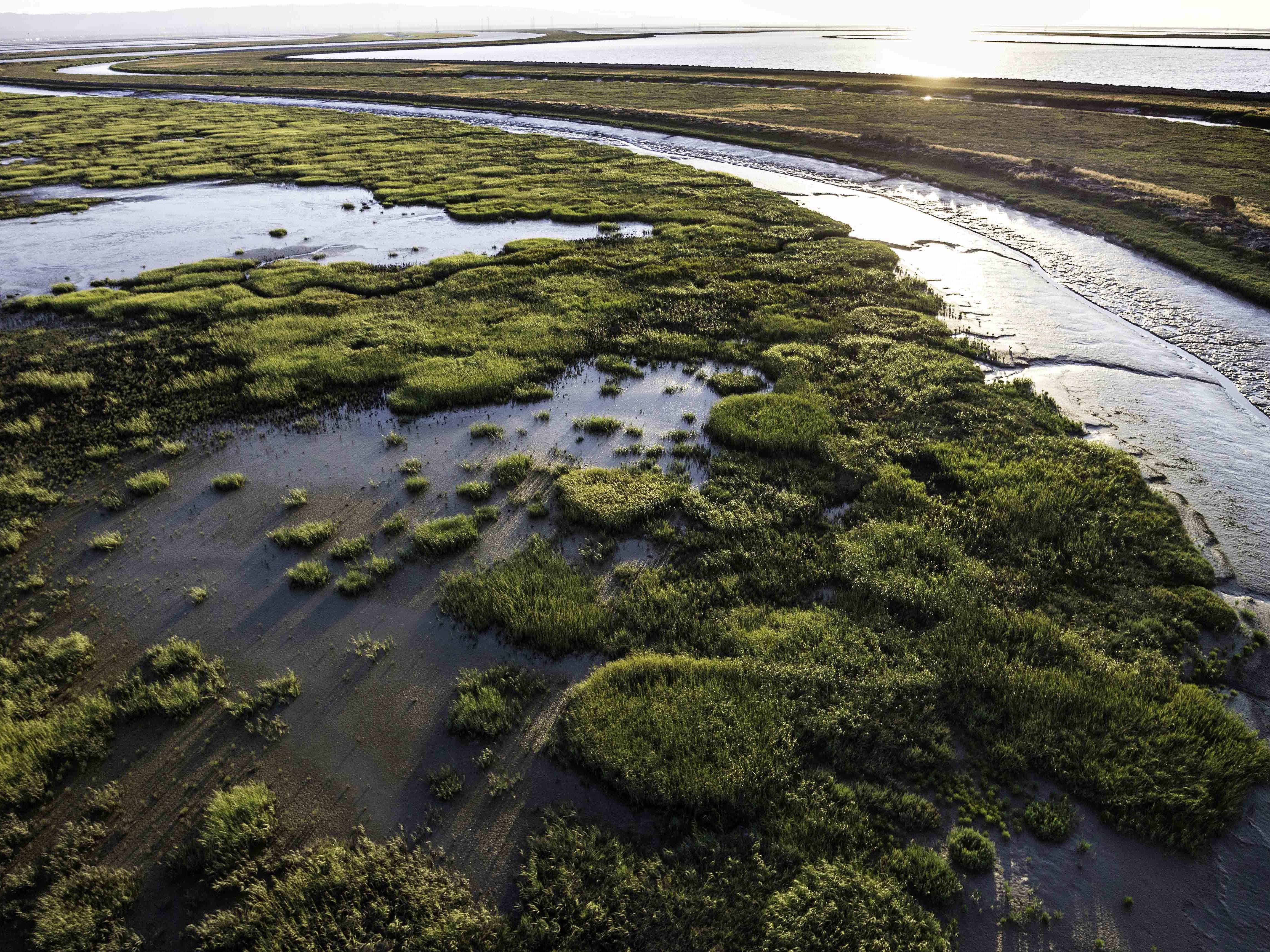 caption: Coastal communities are racing to restore marshes, like these in San Francisco Bay, to provide a barrier against storm surges and rising seas.
