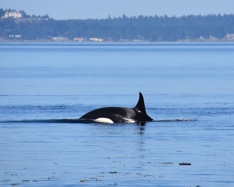 caption: Endangered orca J36 in Haro Strait off San Juan Island in July 2018, one of three southern resident orcas identified as pregnant in Sept. 2021. 