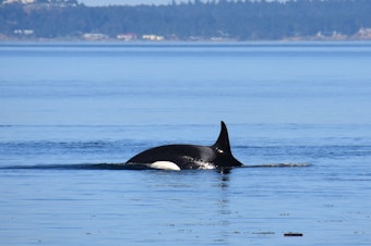 caption: Endangered orca J36 in Haro Strait off San Juan Island in July 2018, one of three southern resident orcas identified as pregnant in Sept. 2021. 