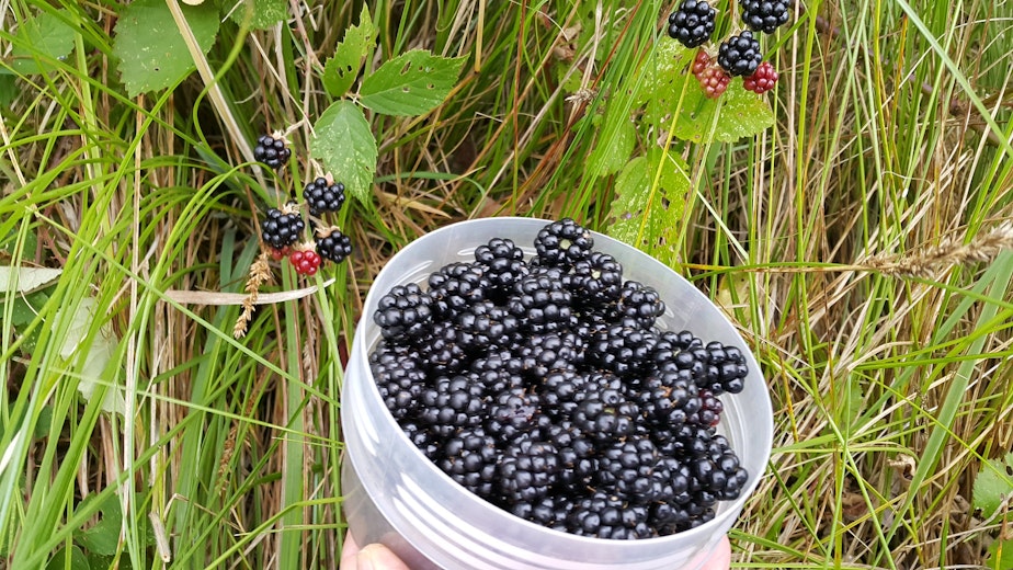 caption: Picking blackberries