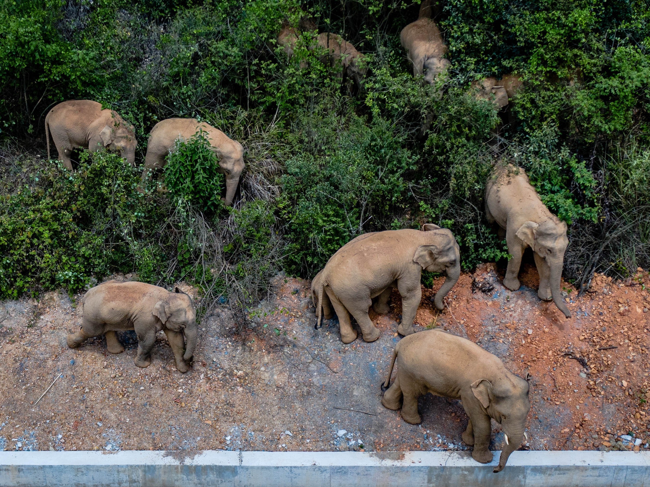 caption: Authorities are tracking 15 wild Asian elephants in southwest China's Yunnan Province as the herd migrates north.