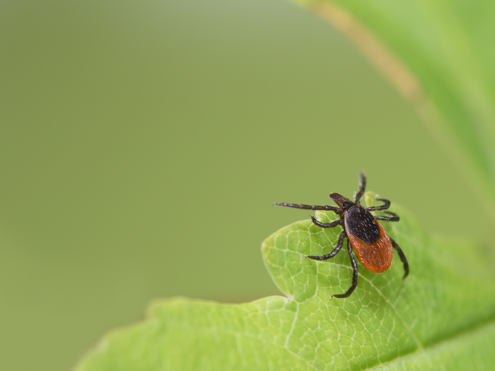 caption: Tick-borne diseases like Lyme disease and babesiosis are spreading in the U.S.