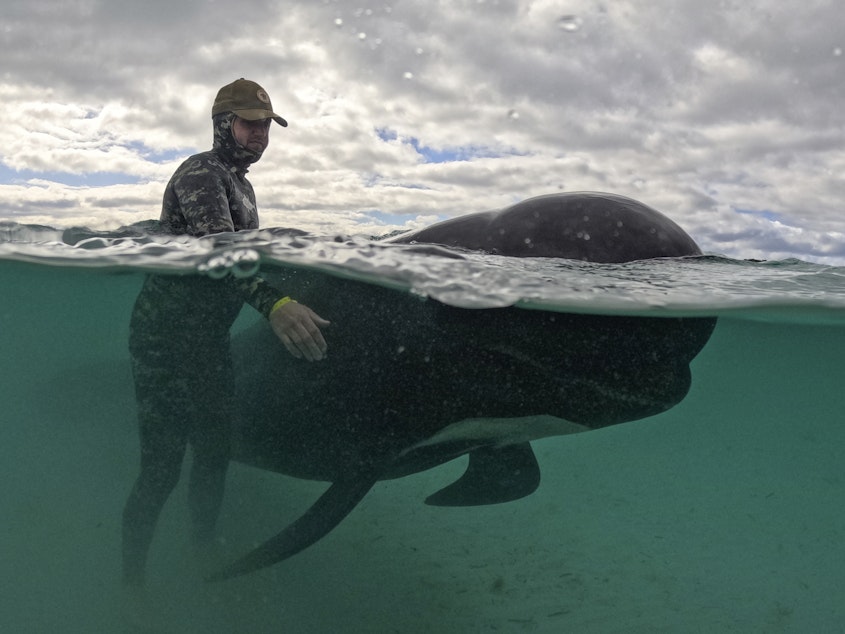 caption: In this photo provided by the Department of Biodiversity, Conservation and Attractions, a rescuer tends to a long-finned pilot whale, Wednesday, July 26, 2023, after nearly 100 whales beached themselves at Cheynes Beach east of Albany, Australia.