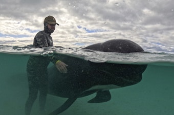 caption: In this photo provided by the Department of Biodiversity, Conservation and Attractions, a rescuer tends to a long-finned pilot whale, Wednesday, July 26, 2023, after nearly 100 whales beached themselves at Cheynes Beach east of Albany, Australia.