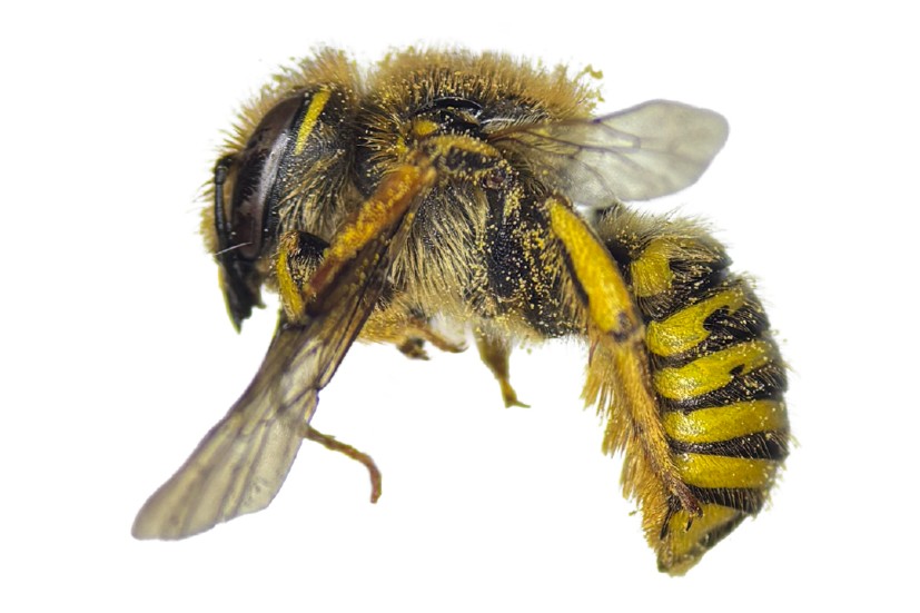 caption: Anthidium formosum, a species of wool-carder bee, was last documented in Washington state in 1882 until Washington Bee Atlas volunteers found it again.