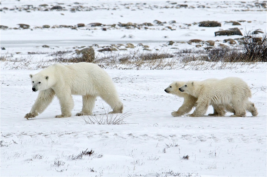 caption: Polar bears in Manitoba, Canada. 