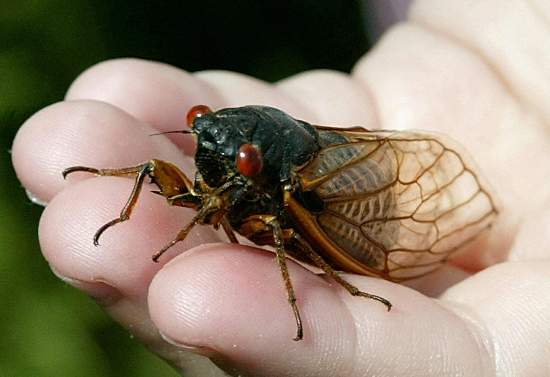 KUOW They're Back Millions Of Cicadas Expected To Emerge This Year KUOW They're Back Millions Of Cicadas Expected To Emerge This Year