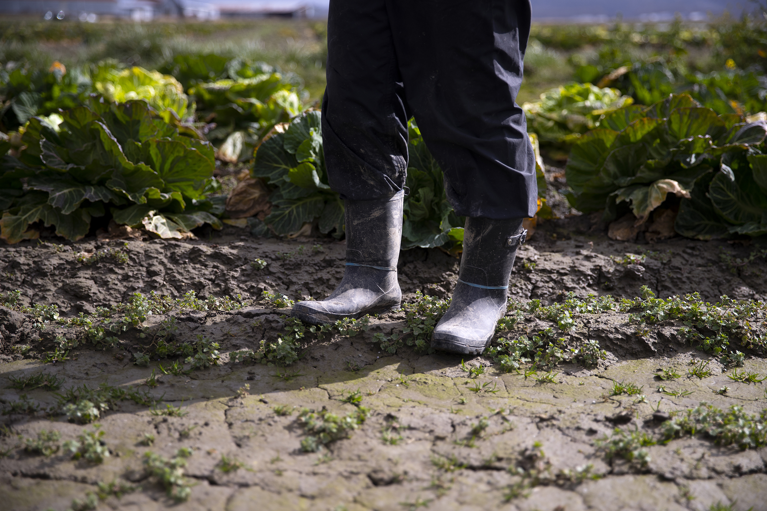 caption: Farmworkers prune cabbage in a field on Thursday, March 5, 2026, in the Skagit Valley. 