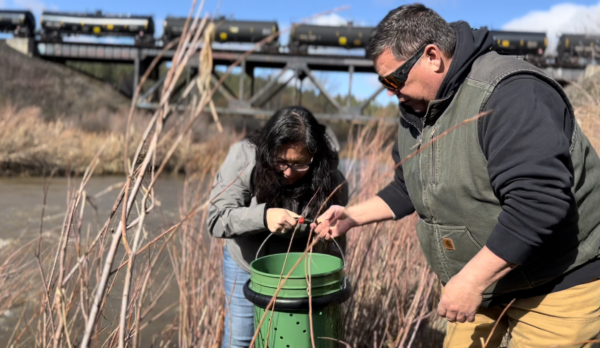 caption: Coeur d' Alene tribal members Bobbie White (left) and Vince Peone get ready to release young summer chinook salmon into Hangman Creek.