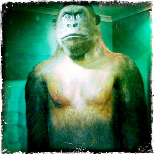 KUOW - Celebrating Bobo, Seattle’s Most Famous Primate