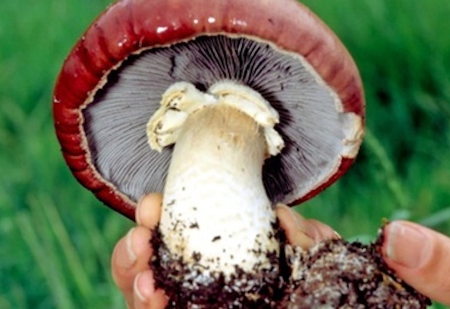 caption: Stropharia rugosoannulata, commonly known as the Garden Giant, may hold a key to filtering stormwater runoff.