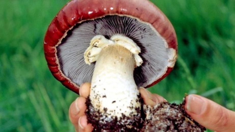 caption: Stropharia rugosoannulata, commonly known as the Garden Giant, may hold a key to filtering stormwater runoff.