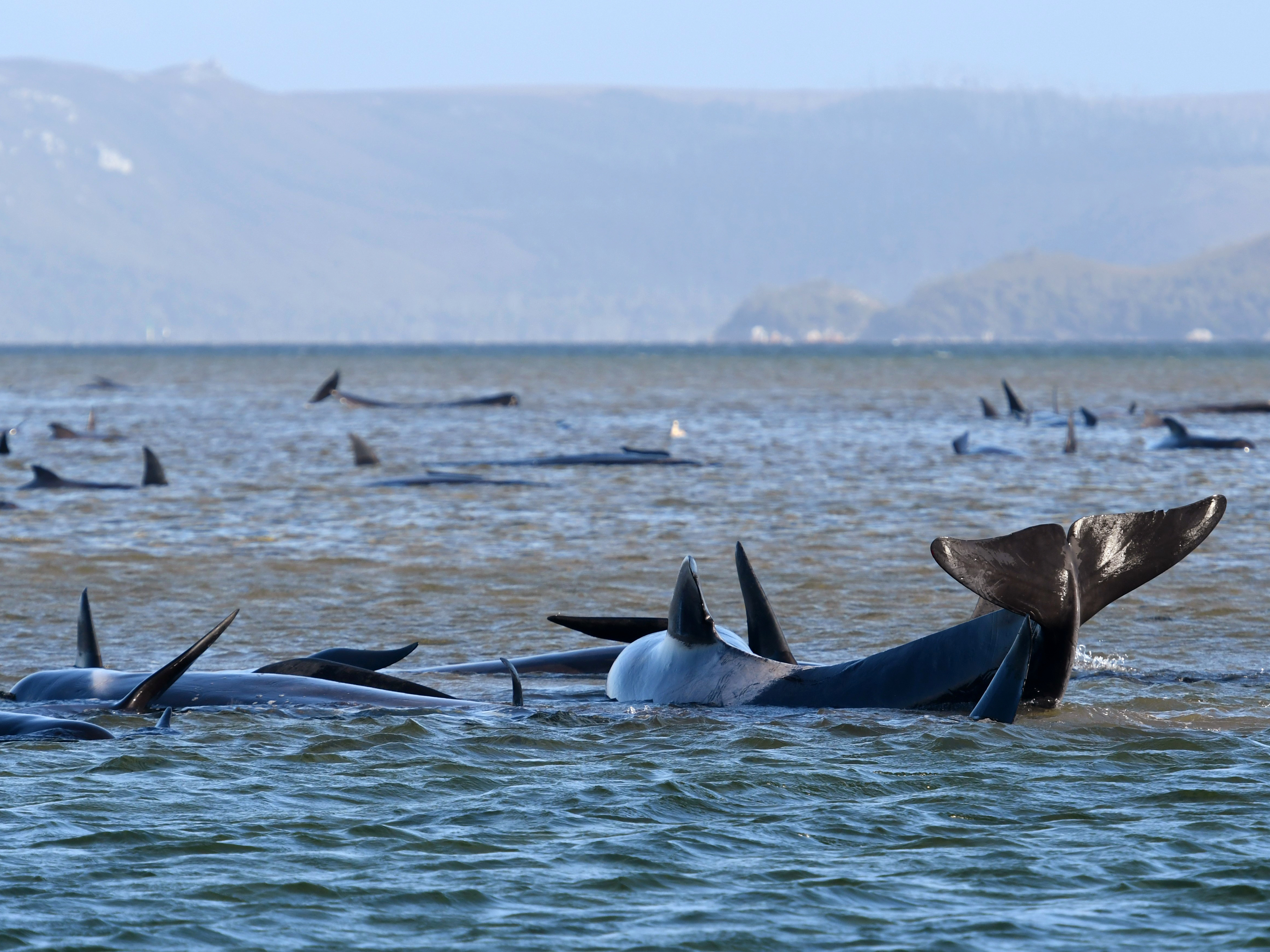 caption: Pilot whales lie stranded on a sandbar Monday near Strahan, Australia. Marine conservationists have been deployed to the scene on Tasmania's west coast to try to rescue the whales.