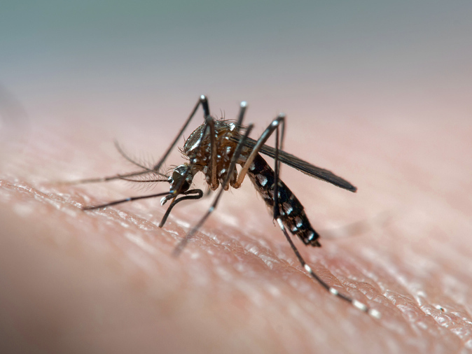 KUOW - Why Mosquitoes Might Find You Irresistible. Hint: A Viral Lure