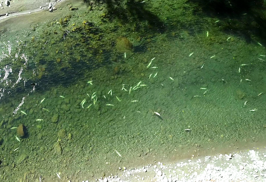 caption: Bleached-out carcasses of Chinook salmon litter the bottom of the South Fork Nooksack River, while darker, living Chinooks swim nearby, on Sept. 9.