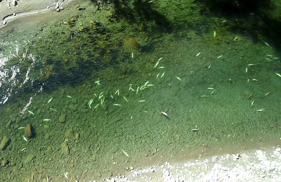 caption: Bleached-out carcasses of Chinook salmon litter the bottom of the South Fork Nooksack River, while darker, living Chinooks swim nearby, on Sept. 9.
