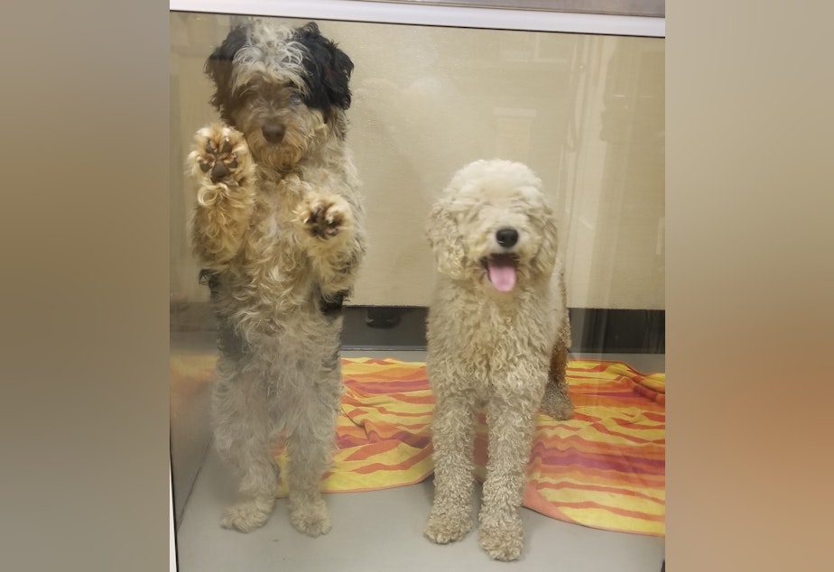 caption: In August of this year, 21 doodles were found in the woods of Whatcom County. The Whatcom County Humane Society says they were likely dumped by a backyard breeder.