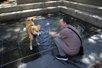 caption: Denny Lavin coaxes his 3-year-old dog Mangus into water feature outside of his apartment complex as temperatures reach the low 90s during a heat wave on Monday, July 8, 2024, in Seattle.