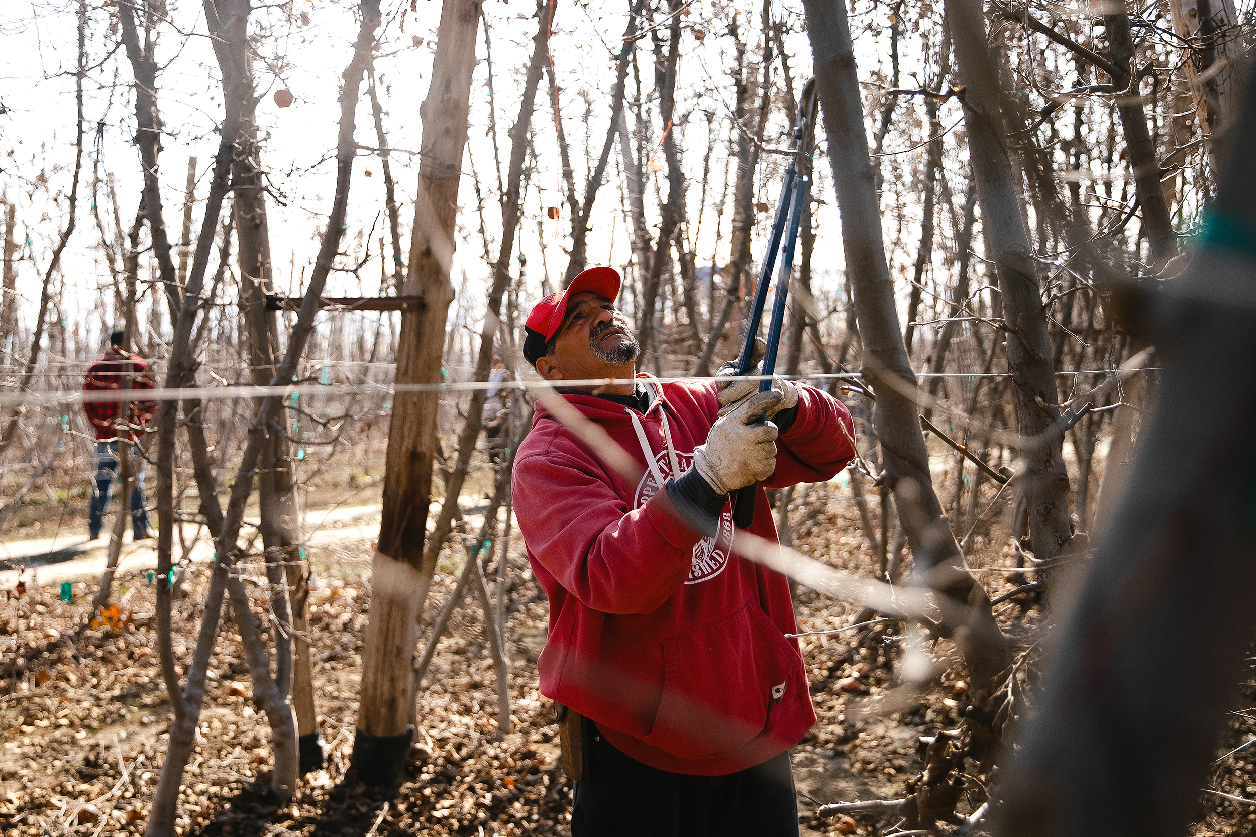caption: Jorge Alviso prunes pink lady apple trees on Monday, March 10, 2025, at Carpenter Ranch in Granger, Washington. Brad Carpenter said it’s the low season, so the farm only has about 70 employees at the moment, and there’s a long list of phone numbers of people looking for work in the front office. But during harvest, the farm employs 300 to 400 people.The Carpenters don’t use the guest worker program. Everyone they hire is a local, he added. A local, but an immigrant. Spanish is the language of the fields.