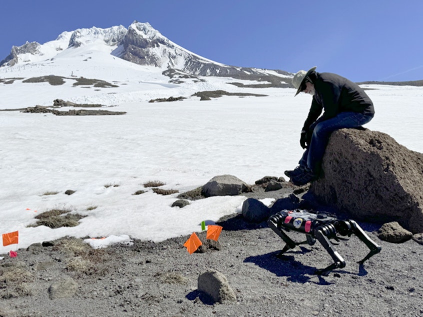 caption: Dan Koditschek, with the University of Pennsylvania, watches Spirit the robot as it walks from rocks to snow on Mount Hood.