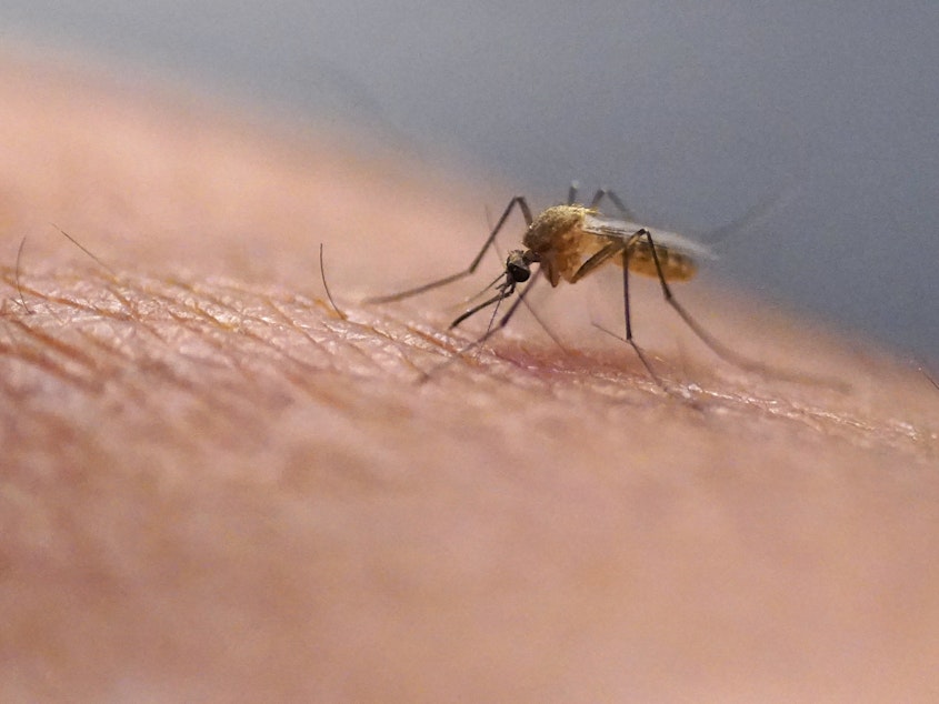 caption: Mosquitoes can carry viruses including dengue, malaria, chikungunya and Zika. They are a growing public health threat abroad and in the United States.