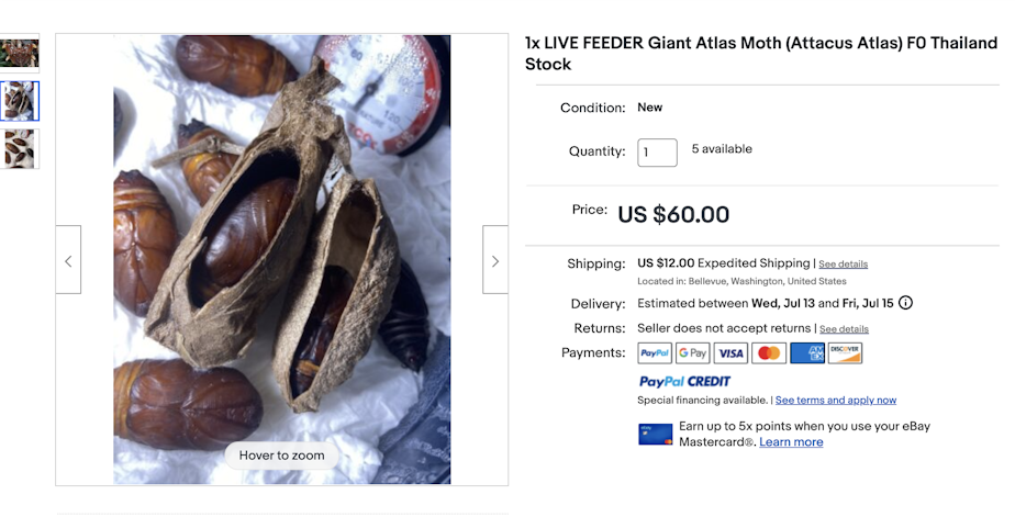 caption: An eBay ad selling live Atlas moth cocoons from a Bellevue-based seller in July.