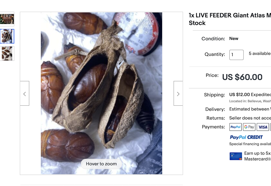 caption: An eBay ad selling live Atlas moth cocoons from a Bellevue-based seller in July.