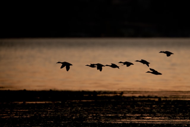 caption: Ducks fly over a wetland in Kirkland, Wash. 