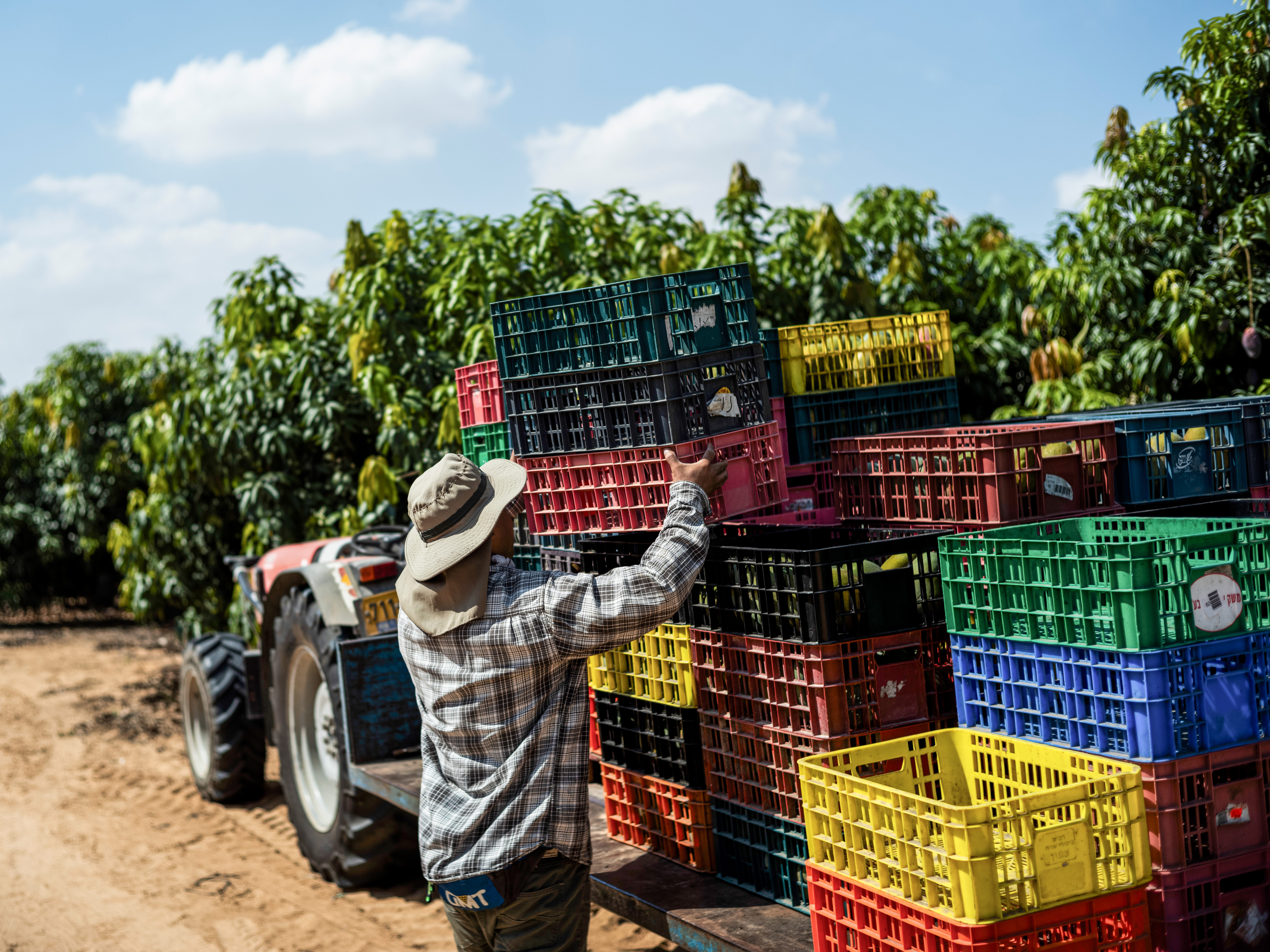 caption: A Thai worker labors in Israeli fields adjacent to the Gaza Strip on Oct. 12.