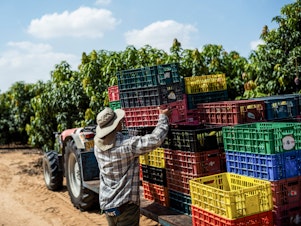 caption: A Thai worker labors in Israeli fields adjacent to the Gaza Strip on Oct. 12.