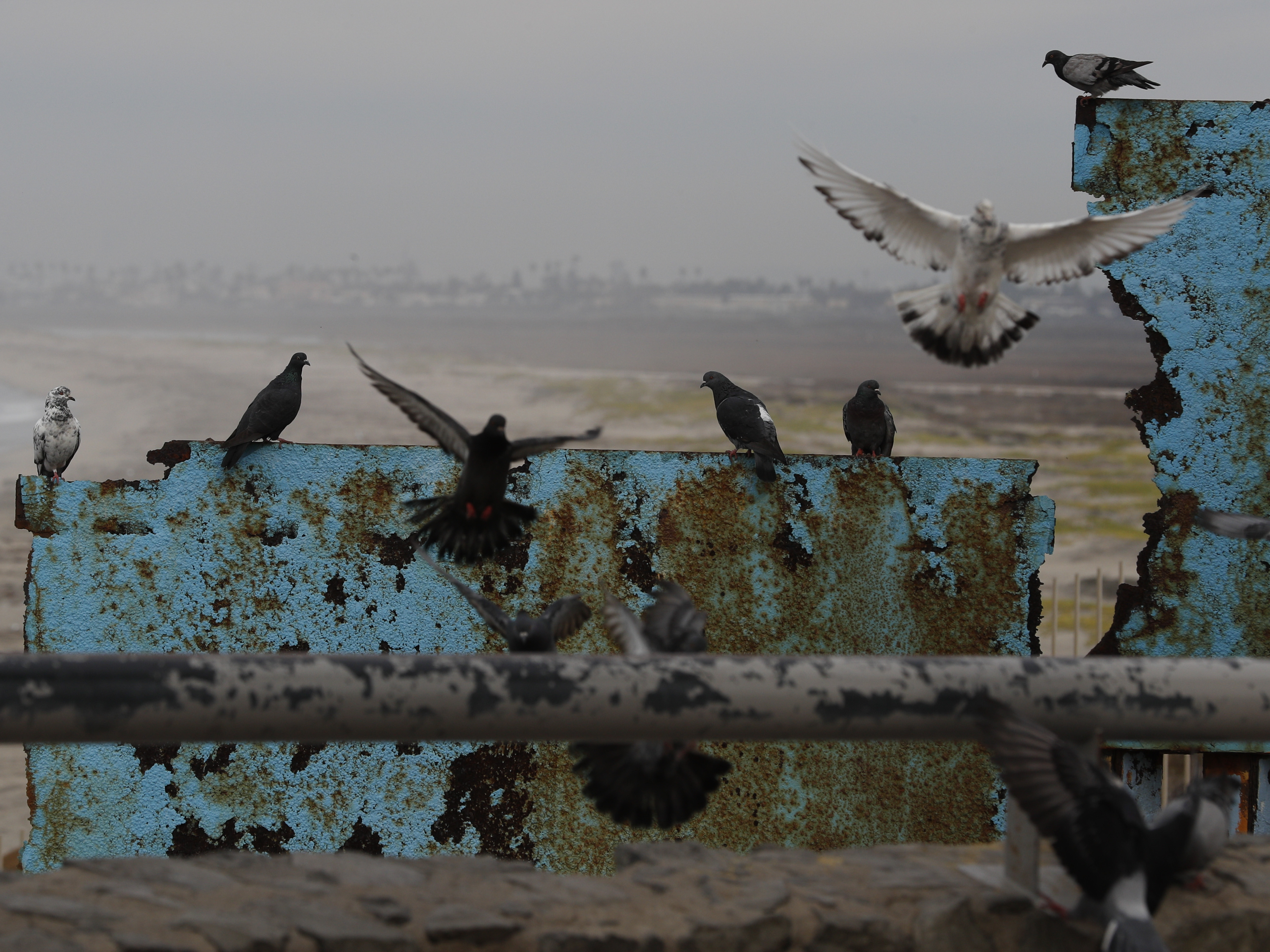 caption: Birds fly and land on the U.S. border wall, seen from Tijuana, Mexico. Lawmakers in Washington are still finalizing a border security funding deal with more resources for physical barriers.