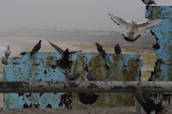 caption: Birds fly and land on the U.S. border wall, seen from Tijuana, Mexico. Lawmakers in Washington are still finalizing a border security funding deal with more resources for physical barriers.