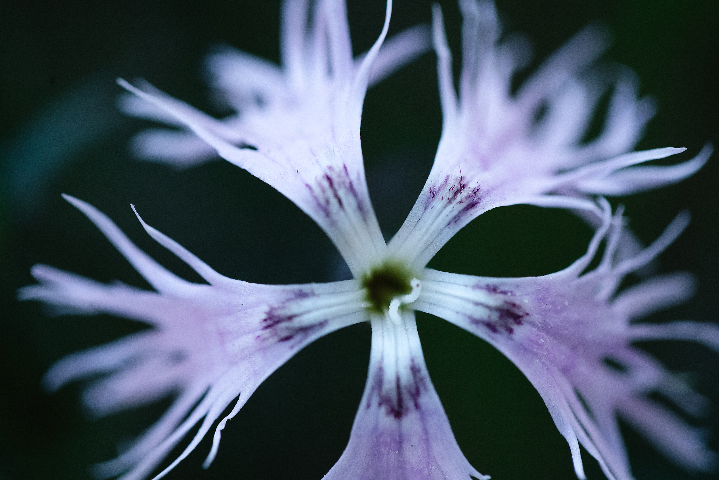 caption: A Dianthus superbus plant is photographed with a macro lens on Thursday, April 9, 2026, in Seattle. 