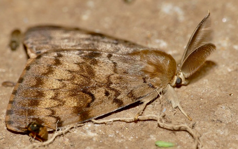 caption: Washington state began a monitoring and eradication program for the spongy moth in 1974. It has since sprayed pesticide in areas where the moth has been detected. 