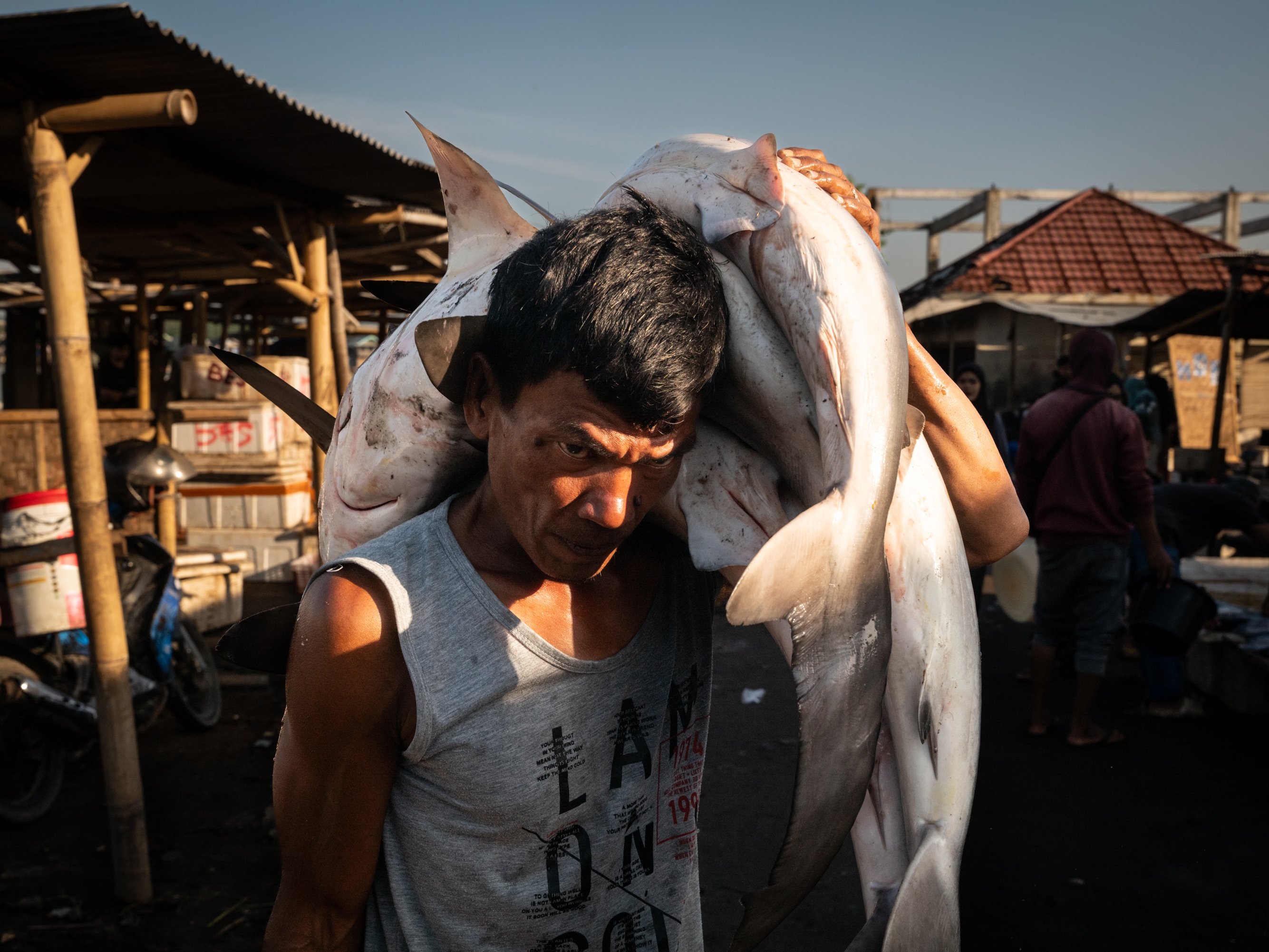 caption: Various species of sharks — some of which are endangered, while others are listed as vulnerable — are hauled on shore at dawn at the Tanjung Luar port on June 9, 2025, in East Lombok, Indonesia. Tanjung Luar is one of the largest shark markets in Indonesia and Southeast Asia, from where shark fins are exported to other Asian markets — primarily Hong Kong and China — and their bones are used in cosmetic products also sold to China.